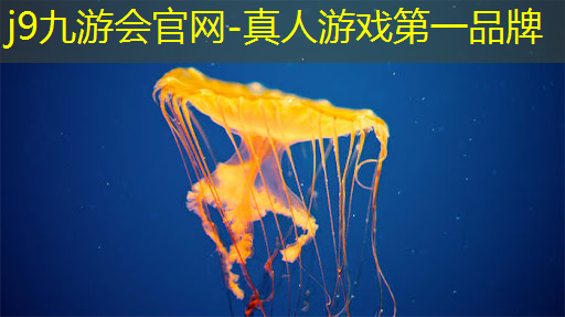 植物大战僵尸3d珊儿玩游戏