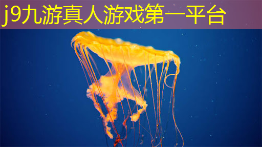 <strong>j9九游会真人第一品牌：圣斗士游戏原画</strong>