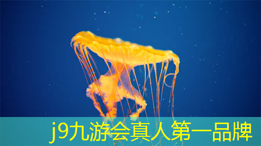 玩跳棋的程序有哪些游戏
